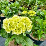 Hortenzia kalinolistá (Hydrangea macrophylla) ´SAXON SCHLOSS WACKERBARTH®´ - výška 30-50 cm, kont. C3L